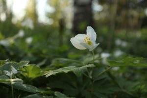 Read more about the article Kevään tuoksu