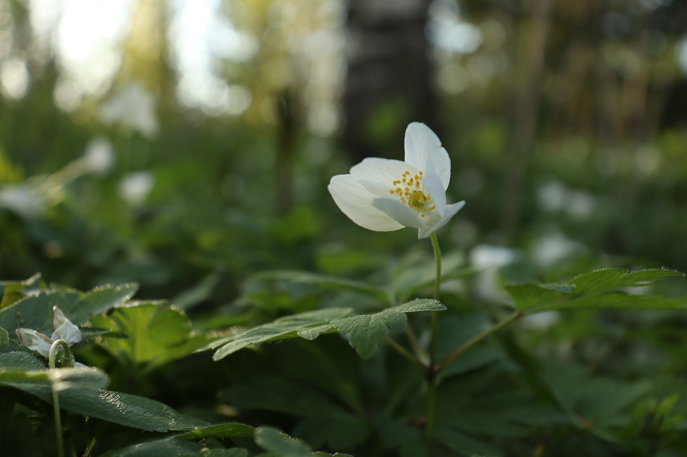 Read more about the article Kevään tuoksu